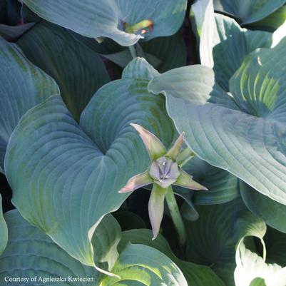 Hosta Blue Angel