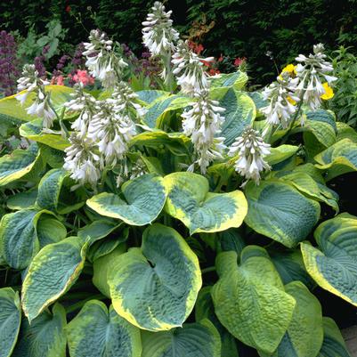 Hosta Frances Williams