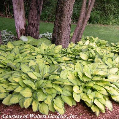 Hosta Gold Standard