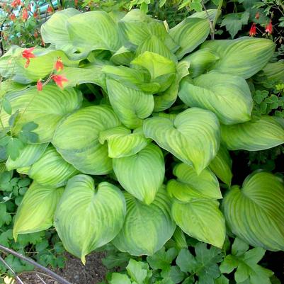 Hosta Guacamole