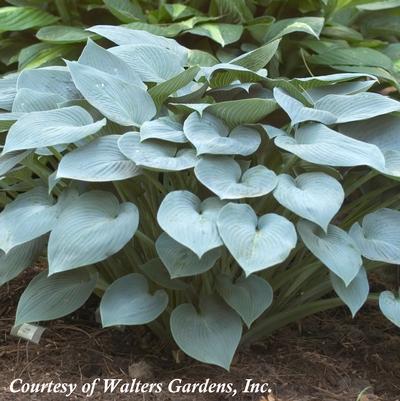 Hosta Halcyon