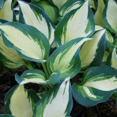 Hosta Lakeside Cupcake