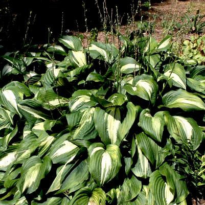 Hosta Night Before Christmas