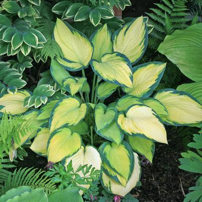 Hosta Orange Marmalade