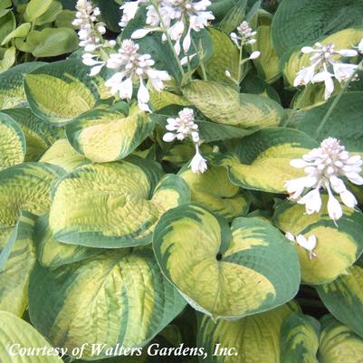 Hosta Paradigm