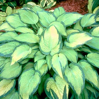 Hosta Paul's Glory