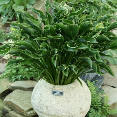 Hosta Praying Hands