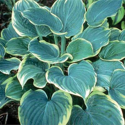 Hosta Sagae