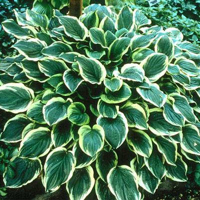 Hosta So Sweet