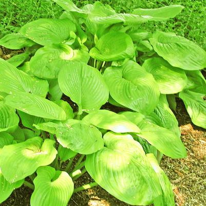 Hosta Sum and Substance