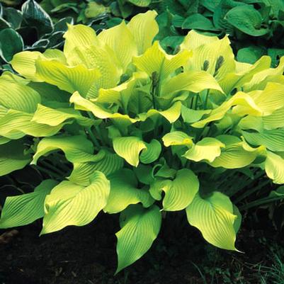 Hosta Sun Power