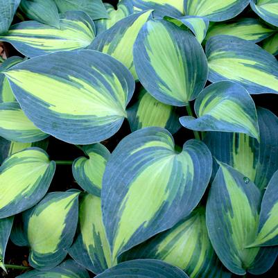 Hosta Touch of Class