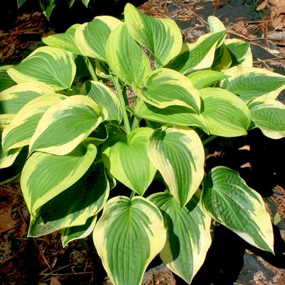 Hosta Wide Brim