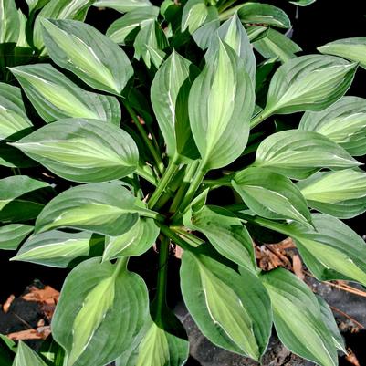 Hosta Striptease