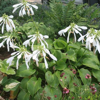 Hosta plantaginea 