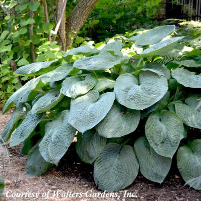 Hosta sieboldiana Elegans