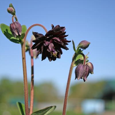 Aquilegia Black Barlow