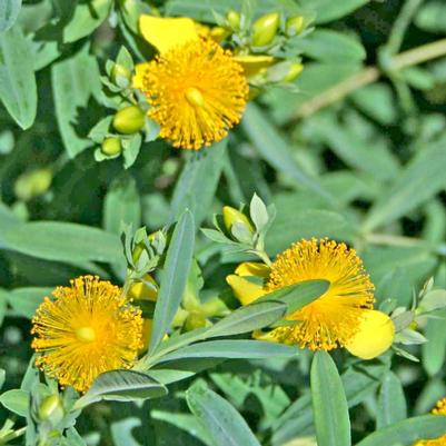 Hypericum calycinum 