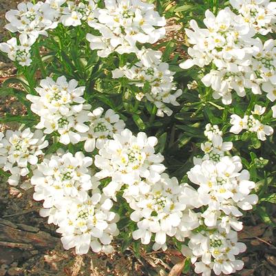 Iberis sempervirens Snowflake