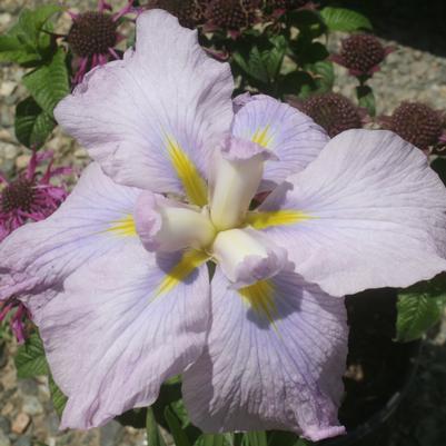 Iris ensata Rose Queen