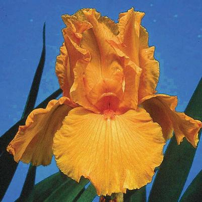 Iris germanica Firebreather