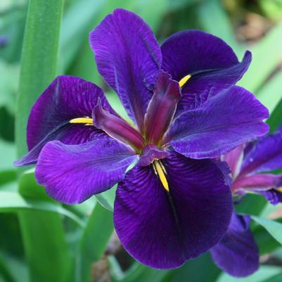 Iris louisiana Black Gamecock