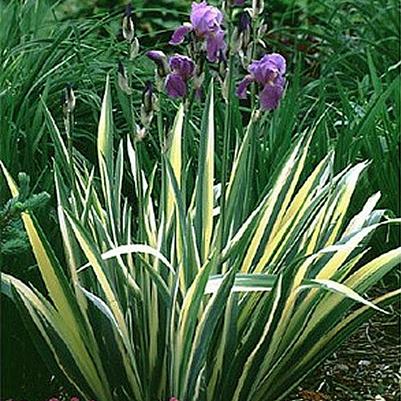 Iris pallida Albo Variegata