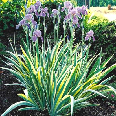 Iris pallida Aureo Variegata