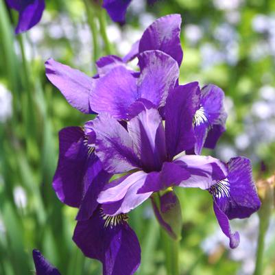 Iris sibirica Caesar's Brother