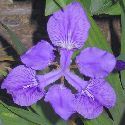 Iris tectorum 