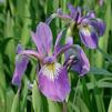 Iris versicolor 