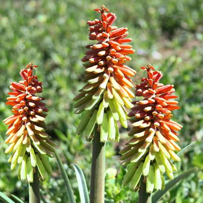 Kniphofia hirsuta Fire Dance