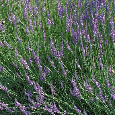 Lavandula intermedia Dilly Dilly