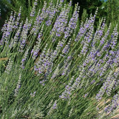 Lavandula intermedia Provence