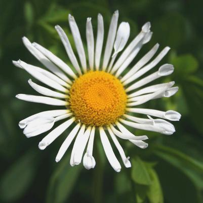 Leucanthemum superbum Silver Spoons