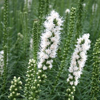 Liatris spicata Floristan White