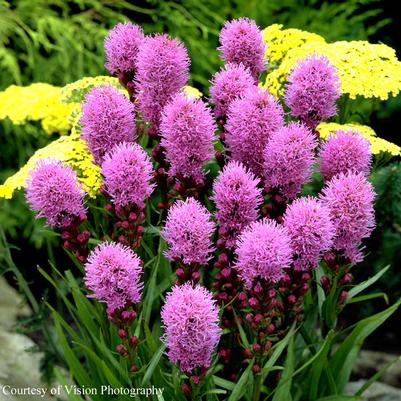 Liatris spicata Kobold (seed strain)