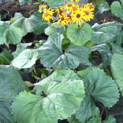 Ligularia (Farfugium) dentata Desdemona