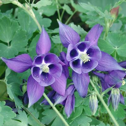 Aquilegia alpina 