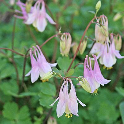 Aquilegia canadensis Pink Lanterns