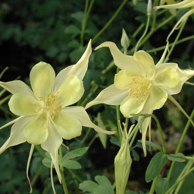 Aquilegia chrysantha 