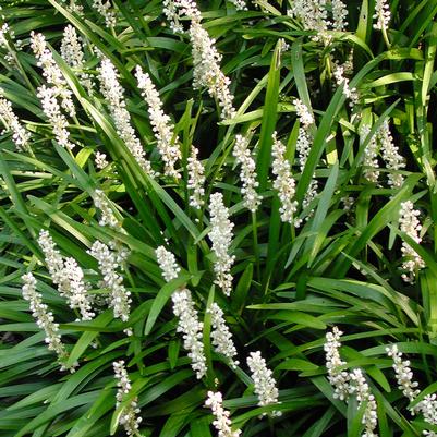Liriope muscari Monroe's White