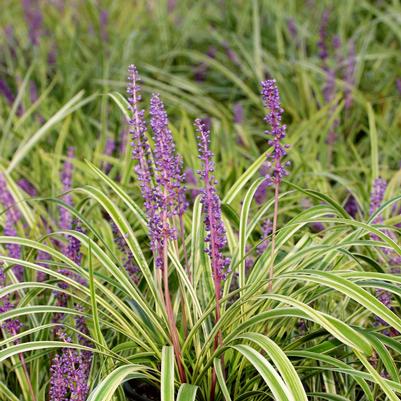 Liriope muscari Variegata