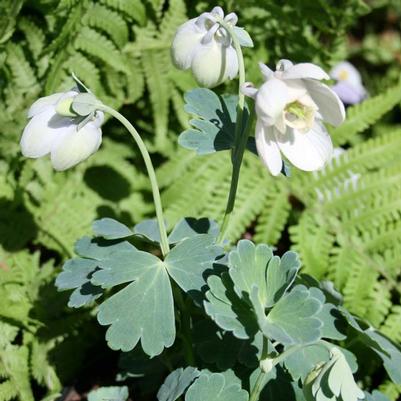 Aquilegia flabellata Nana Alba