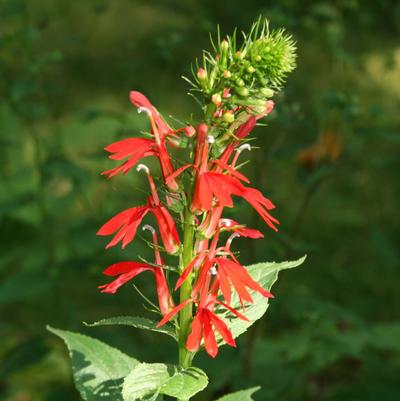 Lobelia cardinalis 