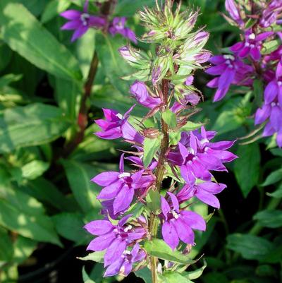 Lobelia gerardii Vedrariensis