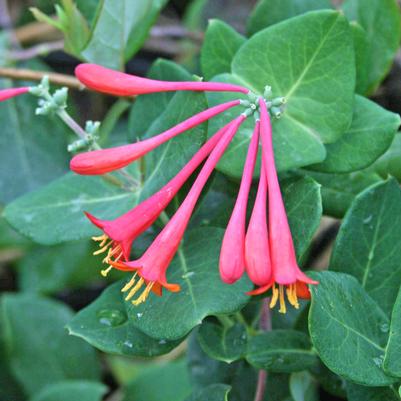 Lonicera sempervirens Blanche Sandman