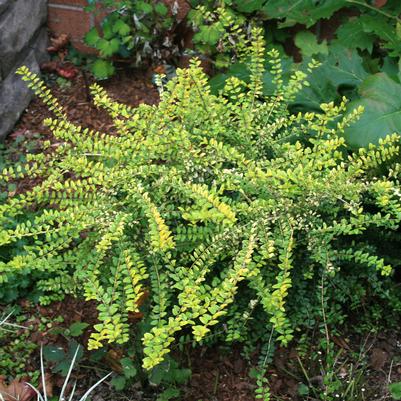 Lonicera nitida Baggesen's Gold