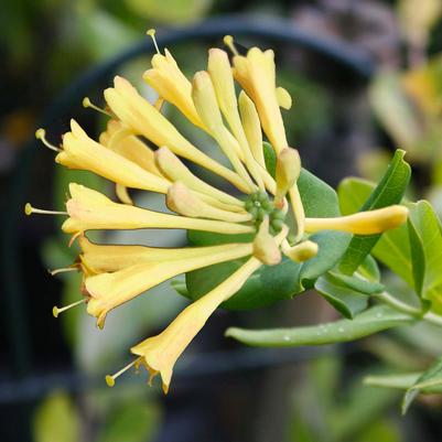 Lonicera sempervirens John Clayton