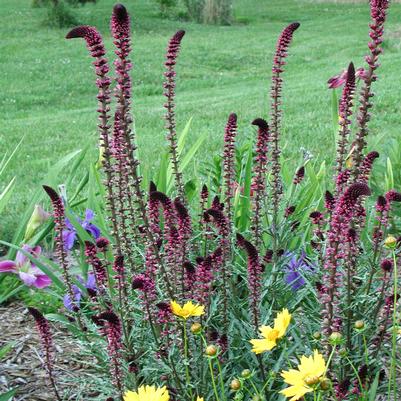 Lysimachia atropurpurea Beaujolais